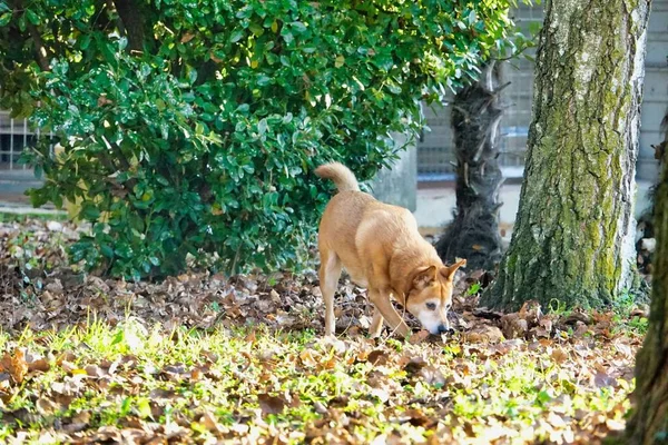 公園の犬 — ストック写真
