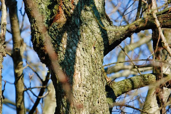 Bir Ağaç Gövdesinin Yakın Plan Çekimi — Stok fotoğraf
