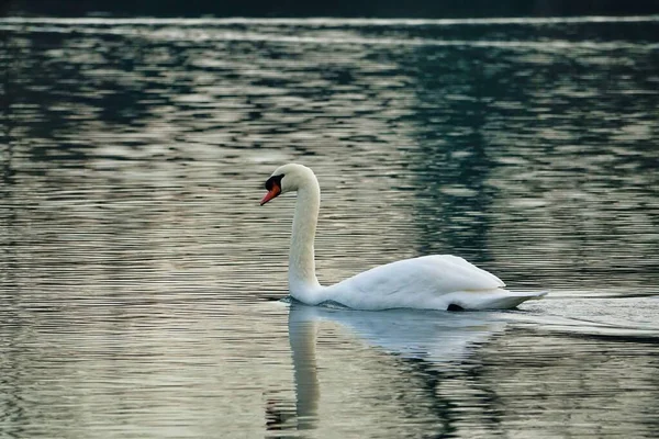 Weißer Schwan Auf Dem See — Stockfoto