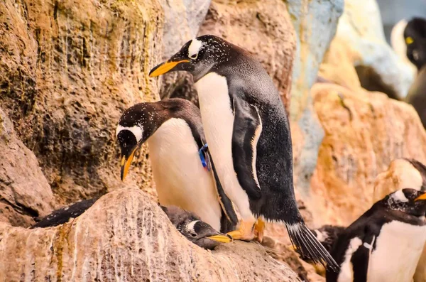 cute penguins on the beach