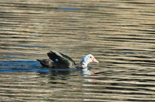 Eine Schöne Aufnahme Einer Ente Die Wasser Schwimmt — Stockfoto