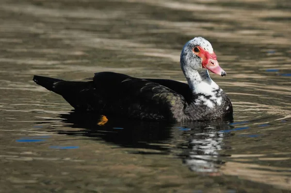 Egy Gyönyörű Felvétel Egy Kacsáról Ahogy Úszik Vízben — Stock Fotó