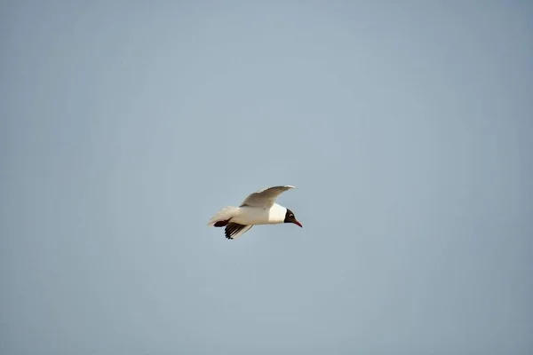 Gaivota Voando Céu — Fotografia de Stock