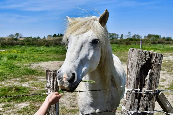 Portrét Krásného Koně — Stock fotografie