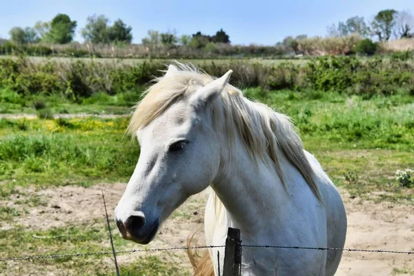 美しい白い馬が畑にいて — ストック写真