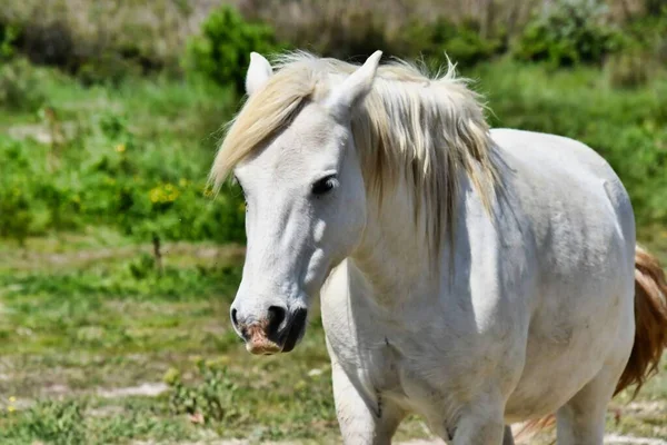 Портрет Красивого Білого Коня — стокове фото