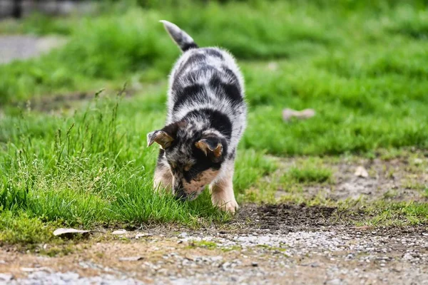 Parktaki Sevimli Köpek Yavrusu — Stok fotoğraf