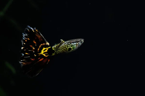 Hermoso Mundo Submarino Peces Fauna — Foto de Stock