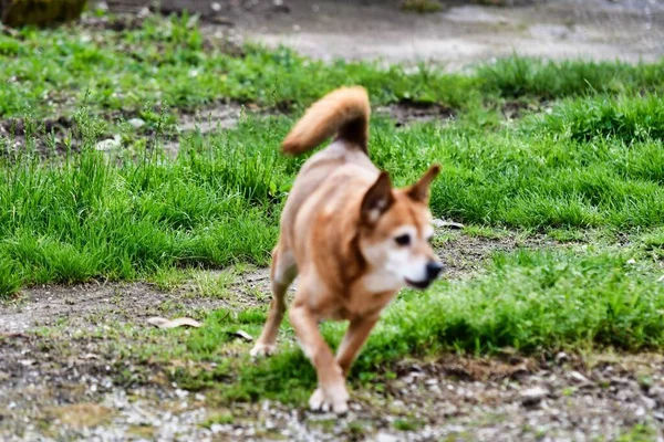 Dog Park — Stock Photo, Image