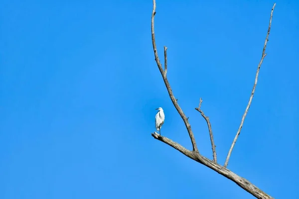 Bird Tree — Stock Photo, Image