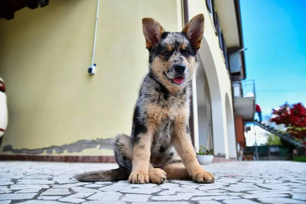 Schattig Puppy Straat — Stockfoto