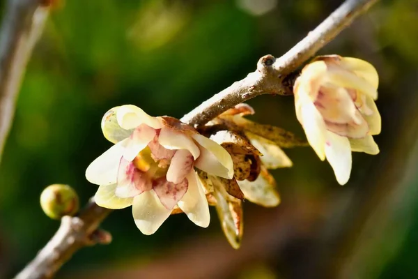 Krásný Botanický Záběr Přírodní Tapety — Stock fotografie