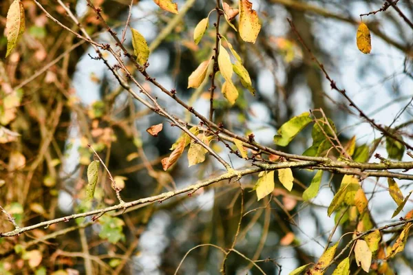 Yellow Leaves Tree Branch — Stock Photo, Image