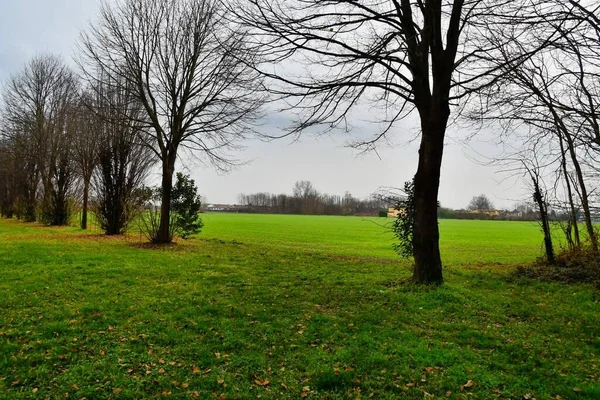 Beautiful Landscape Trees Green Grass — Foto Stock