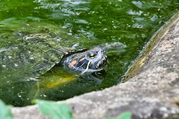 Una Tartaruga Nell Acqua — Foto Stock