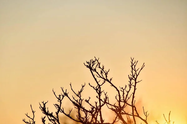 Прекрасний Захід Сонця Лісі — стокове фото