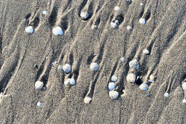 Schelpen Zand Strand — Stockfoto