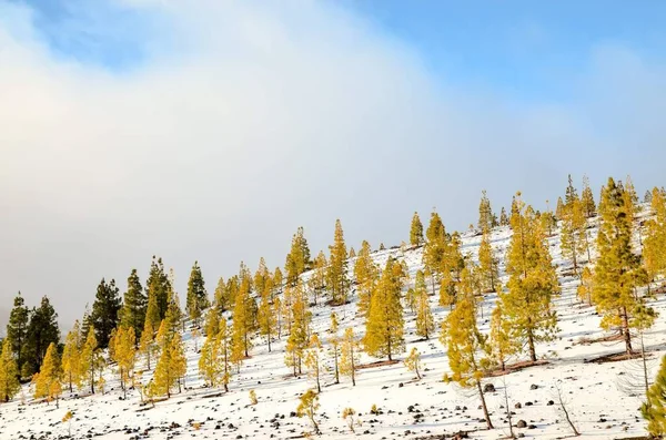 Wunderschöne Landschaft Mit Schneebedeckten Bäumen Den Bergen — Stockfoto