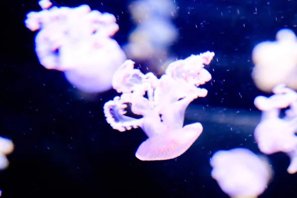 Maneter Akvarium Undervattensfauna — Stockfoto