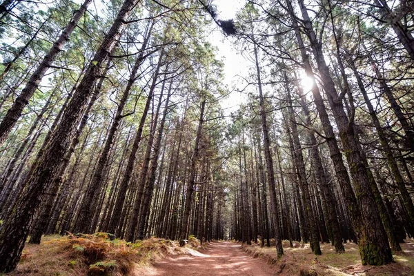 Bella Vista Sul Bosco — Foto Stock