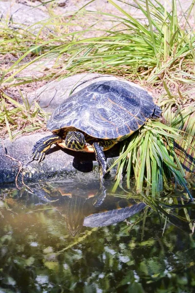 Черепаха Реке — стоковое фото