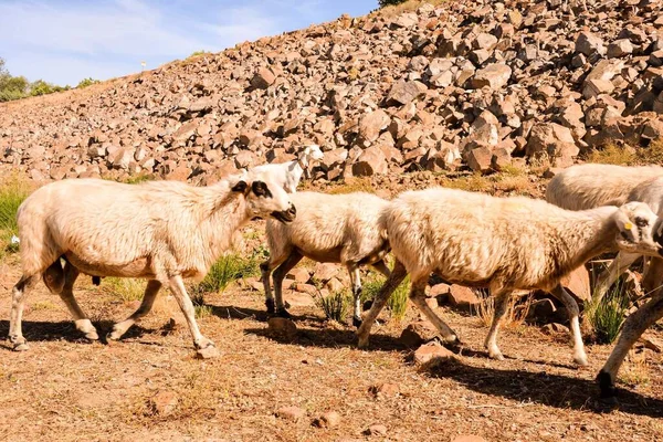 Pecore Montagna — Foto Stock