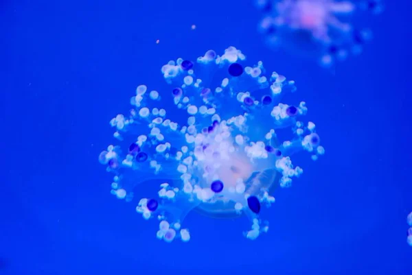 Jellyfish Water — Stock Photo, Image
