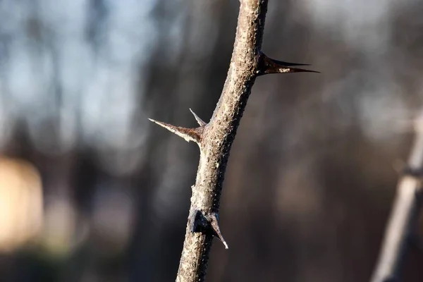 Tree Branch Closeup View — Photo