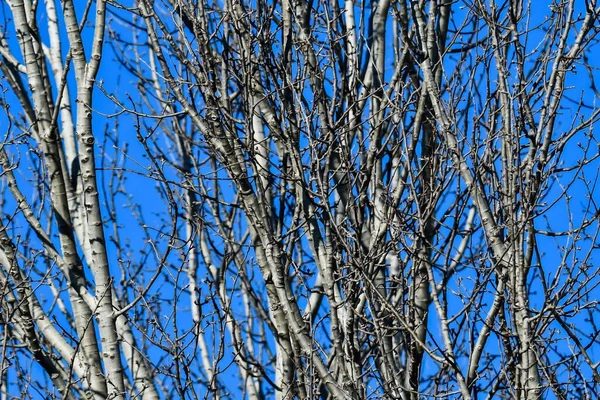 Ramo Uma Árvore Floresta — Fotografia de Stock