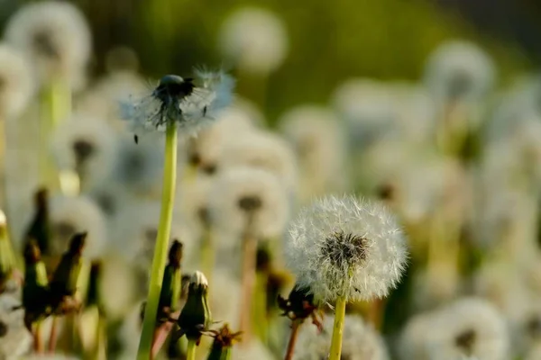 Dandelion Flowers Growing Garden — Φωτογραφία Αρχείου