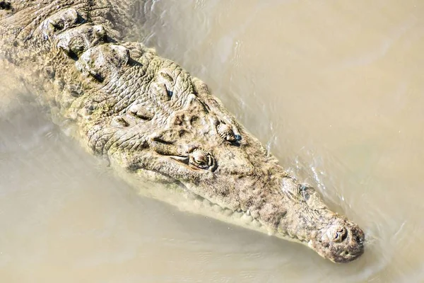 Crocodile Dans Eau — Photo