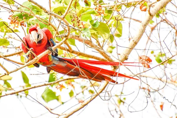 Red Parrot Tree Garden — стоковое фото