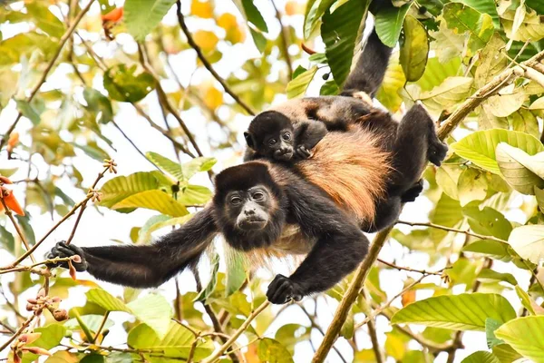 Een Close Shot Van Een Schattige Chimpansee Een Boom — Stockfoto