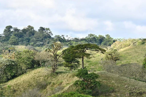 Alberi Verdi Nella Giungla — Foto Stock