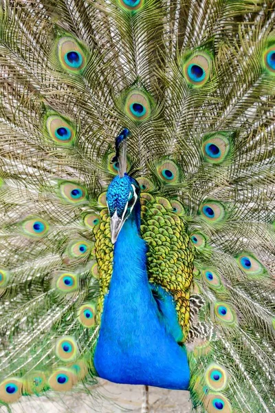 Peacock Feathers Close — Stock Photo, Image