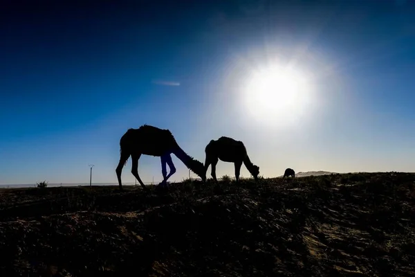 Silhouette Von Kamelen Der Wüste — Stockfoto