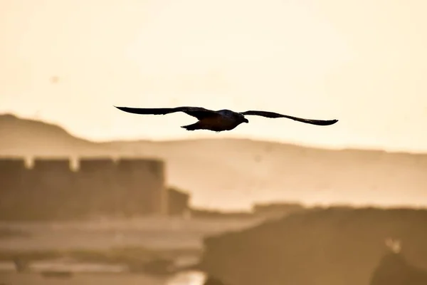 Silhouette Seagull Flying Sky — Stock Photo, Image
