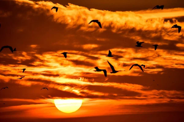Flock Birds Flying Sky Sunset — Stock Photo, Image