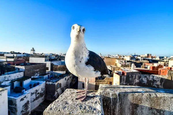 Γλάρος Στην Οροφή Του Σπιτιού Της Πόλης Στο Μαρόκο — Φωτογραφία Αρχείου