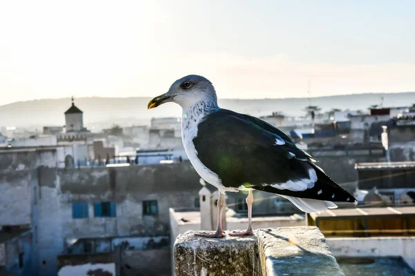 Gaivota Telhado — Fotografia de Stock