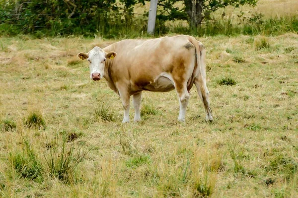 Cow Green Meadow — Stock Photo, Image