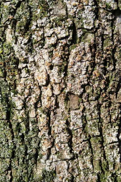 Texture Old Tree Bark — Stock Photo, Image