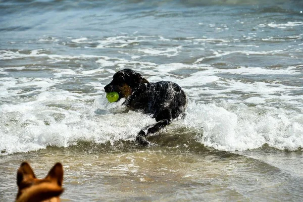 Dog Playing Water — Stock Photo, Image