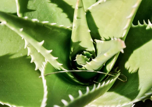 Planta Aloe Vera Con Hojas Verdes —  Fotos de Stock