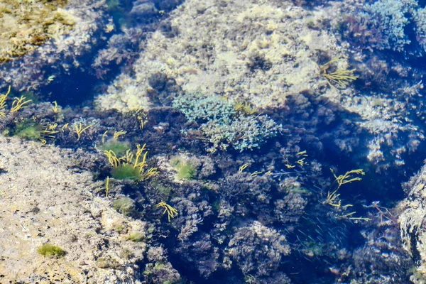 美しい熱帯魚の水中の景色 — ストック写真