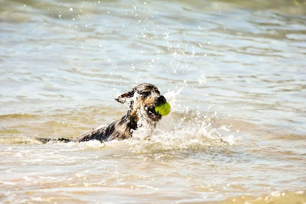 Köpek Deniz Suyunda Top Oynuyor — Stok fotoğraf
