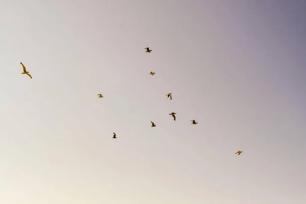 Bandada Aves Volando Cielo —  Fotos de Stock