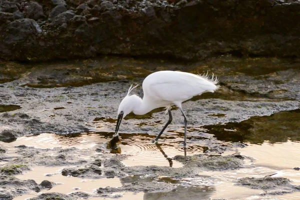 Fehér Egret Vízben — Stock Fotó