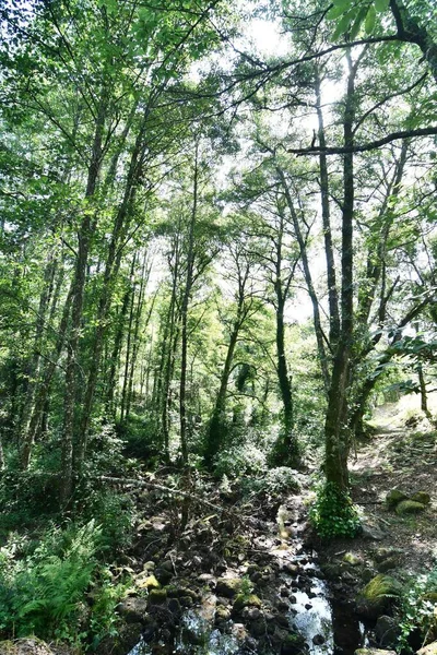 Belle Forêt Dans Les Montagnes — Photo