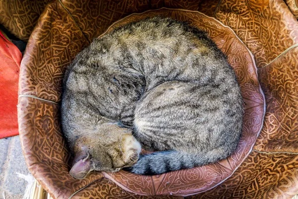 Katt Sover Sängen — Stockfoto